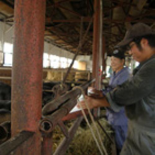 ★大自然に育まれた黒毛和牛★＜北海道・知床牛＞知床牛切り落とし300g