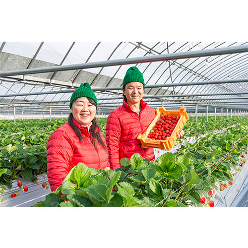 【母の日】博多あまおう たっぷり苺のアイス メッセージブーケ付　※送料込【受注締め切り日：2026/5/2】