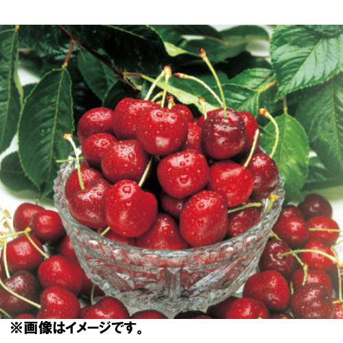 ＜ワシントン州産＞大粒アメリカンチェリー（ビング種）1kg【受注締め切り日：2026/5/31】