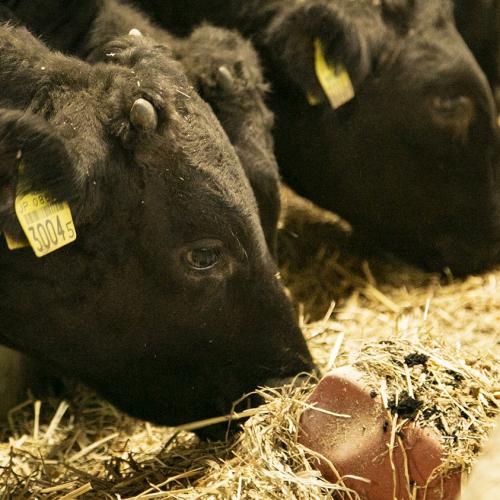 【北海道】＜北海道・知床牛＞焼肉　350ｇ