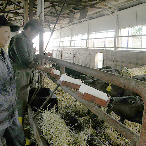 ★大自然に育まれた黒毛和牛★＜北海道・知床牛＞知床牛切り落とし1.2ｋｇ