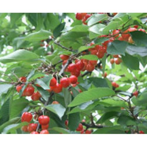 【送料込】＜山形・高橋フルーツランド＞紅秀峰 優・秀混L玉（バラ詰）500g【受注締め切り日：2026/6/30】