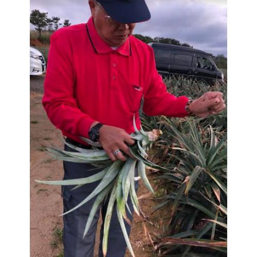 ＜沖縄県産＞ゴールドバレルパイン　2個【受注締め切り日：2026/7/16】