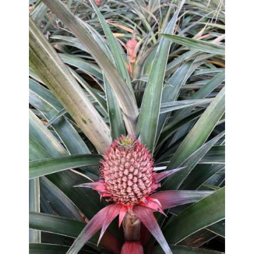 ＜沖縄県産＞ゴールドバレルパイン　2個【受注締め切り日：2026/7/16】