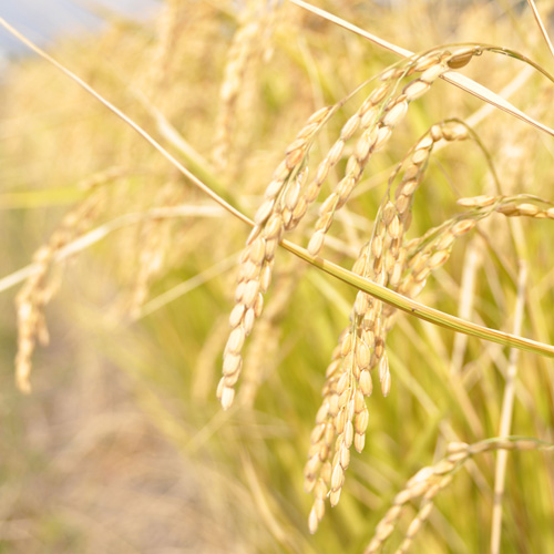 ＜福耳＞純米吟醸　微発泡酒　淡にごり3本セット