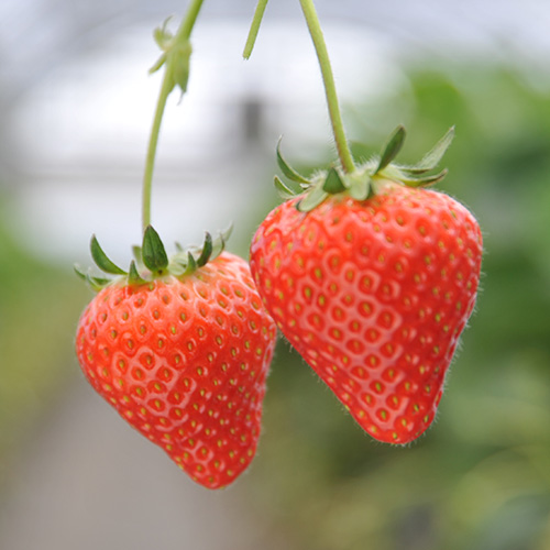 ＜燦燦園＞いち氷