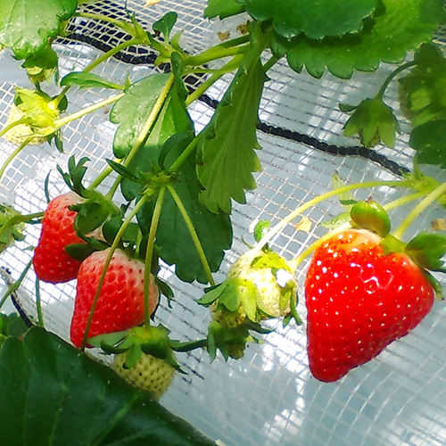 【完熟いちご菓子研究所】完熟いちごミルクプリン