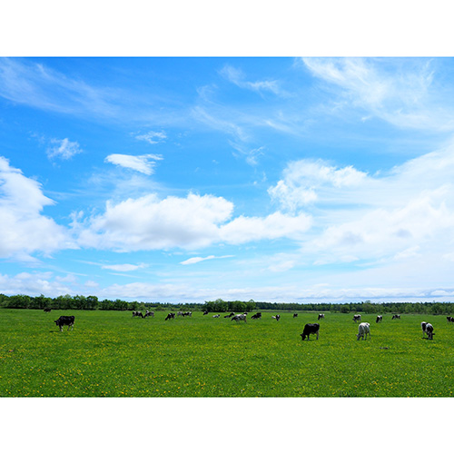 なかしべつゴーダーチーズブルトンヌ12個入り