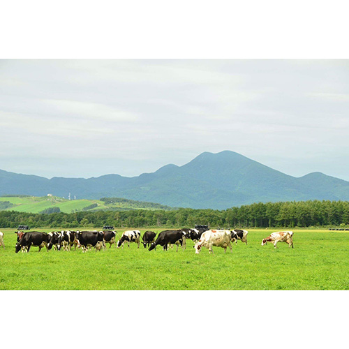 なかしべつゴーダーチーズブルトンヌ12個入り