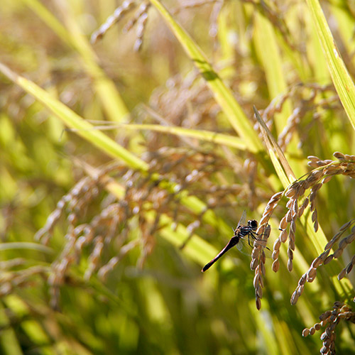 ＜滋賀県産＞みずかがみ 5kg