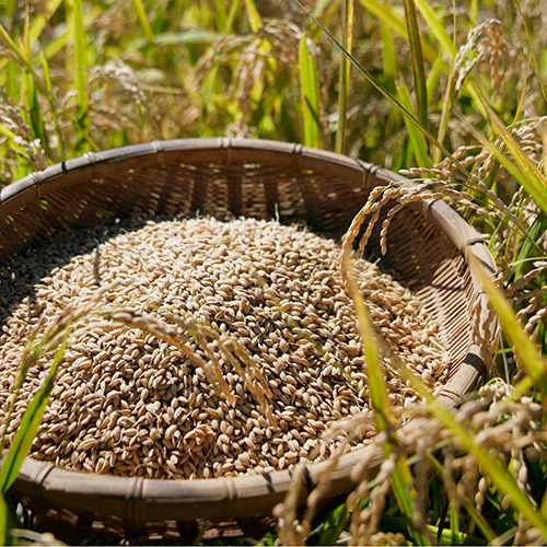 ＜滋賀県産＞みずかがみ 5kg