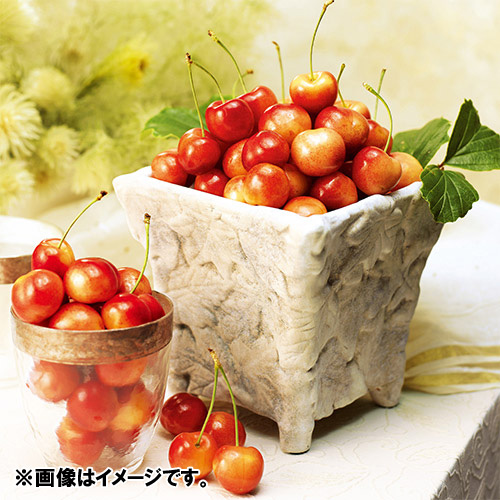 ★お試しサイズ★特選レイニアチェリー（大粒）500g【受注締め切り日：2026/6/25】