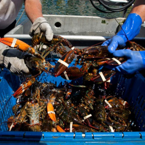 オマールロブスター