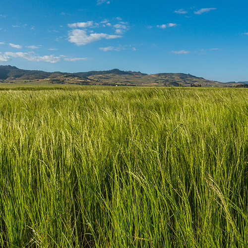 【2017年より国際線ビジネスクラス・ファーストクラス機内食に採用！】ラブリーテフフレーク3個セット