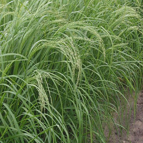 【2017年より国際線ビジネスクラス・ファーストクラス機内食に採用！】ラブリーテフフレーク3個セット