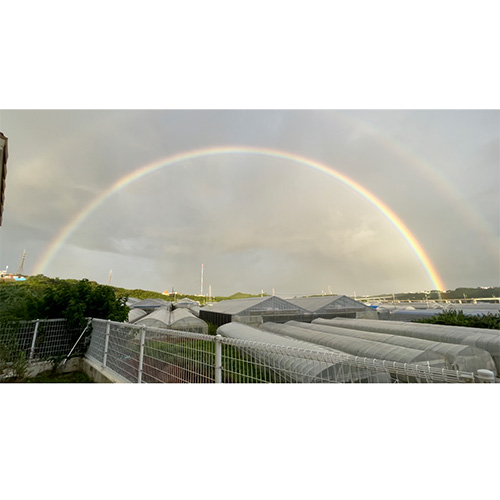 沖縄県Noha畑「林檎マンゴー」秀品1kg（2玉）【受注締め切り日：2026/7/10】