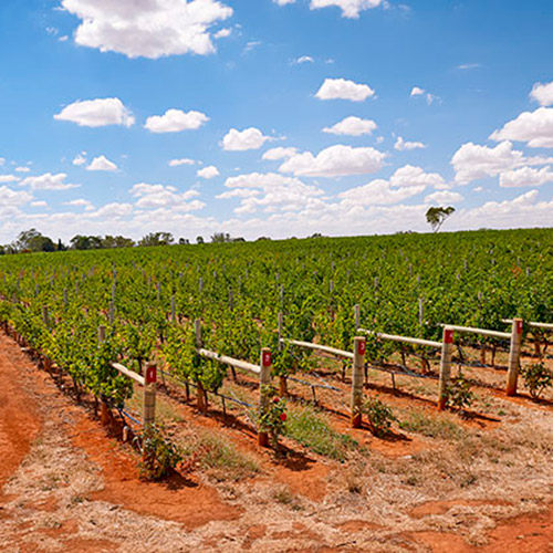 ＜テーラ・テール＞クレイエール・ヴィンヤード　ソーヴィニヨン・ブラン【2021】（白ワイン）