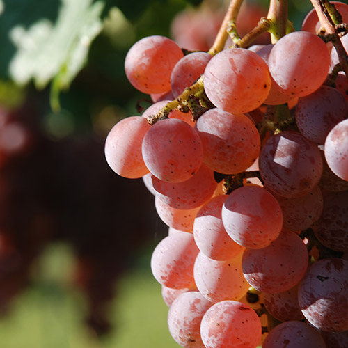 ＜勝沼醸造＞アルガ・ブランカ・イセハラ【2024】（白ワイン）