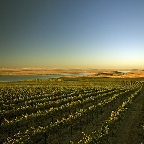 ＜シャトー・サン・ミッシェル＞シャルドネ・ミミ【2017】（白ワイン）