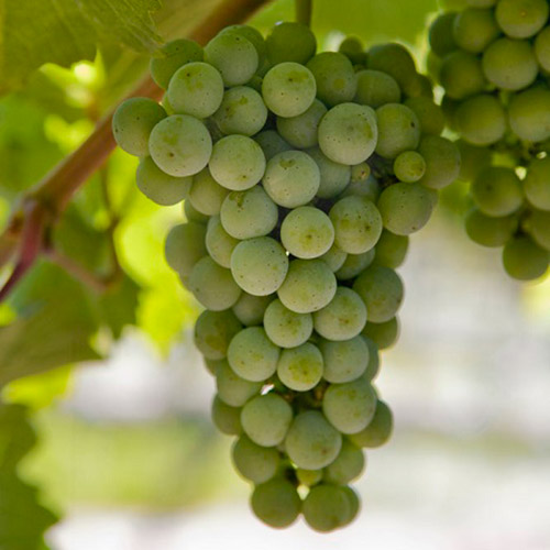 ＜シャトー・サン・ミッシェル＞シャルドネ・ミミ【2017】（白ワイン）