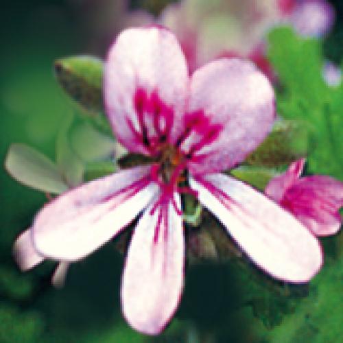 ＜ニールズヤード レメディーズ＞アロマティック ボディローション 200ml