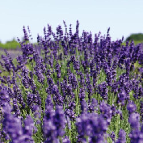 ＜ニールズヤード レメディーズ＞アロマティック シャワージェル 200ml