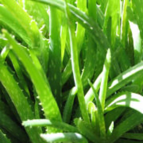 ＜ニールズヤード レメディーズ＞アロマティック シャワージェル 200ml