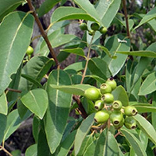 ＜ニールズヤード レメディーズ＞アロマパルス メディテーション 9ml