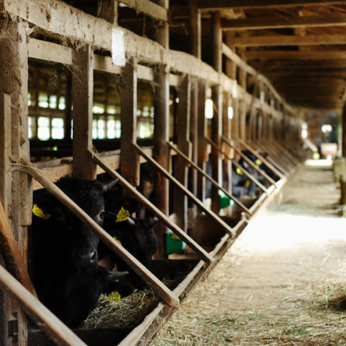 【農場HACCP認証】蔵王和牛ロースすき焼き　特製割り下セット