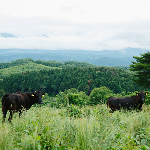 【農場HACCP認証】蔵王和牛ロースすき焼き　特製割り下セット