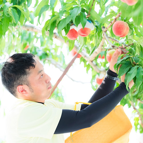 エアリーフルーツ 3種ギフトセット