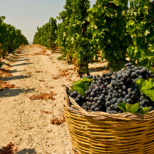 【送料当社負担】＜A-styleソムリエ厳選＞出汁の味を引き立たせる赤白泡5本セット