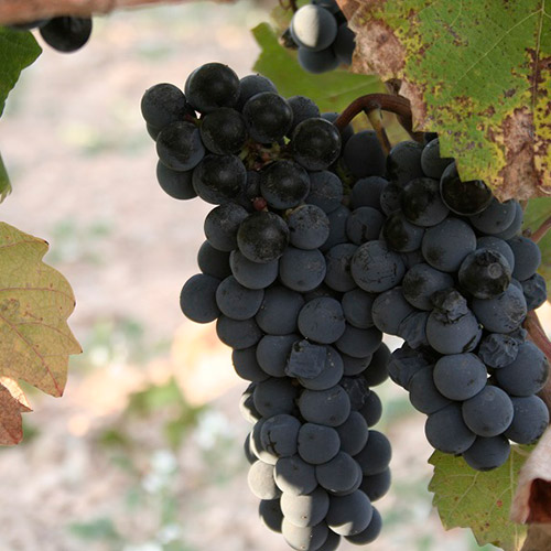 【送料当社負担】ハレ空カヴァと春ワインの3本セット