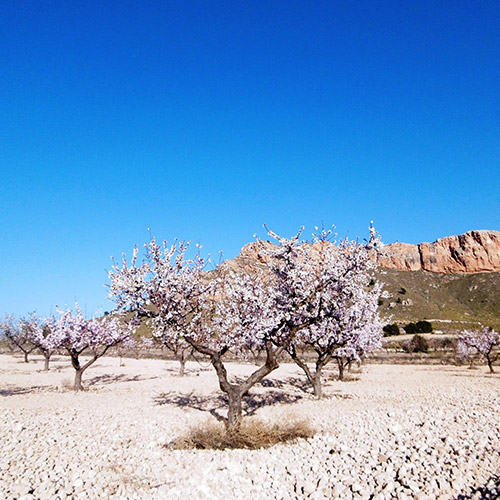 【送料当社負担】ハレ空カヴァと春ワインの3本セット