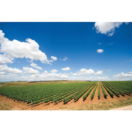 鮮やかなシチリア陶器模様がデザインされた、赤白ロゼワイン4本セット