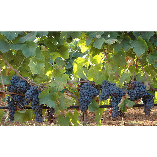 鮮やかなシチリア陶器模様がデザインされた、赤白ロゼワイン4本セット