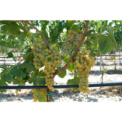 鮮やかなシチリア陶器模様がデザインされた、赤白ロゼワイン4本セット