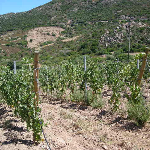 【送料当社負担】本間チョースケセレクト！プロセッコ入り！イタリアスパークリングワイン6本セット