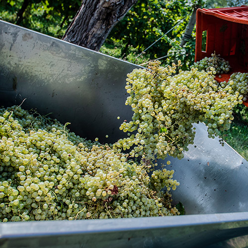 【送料当社負担】本間チョースケセレクト！プロセッコ入り！イタリアスパークリングワイン6本セット