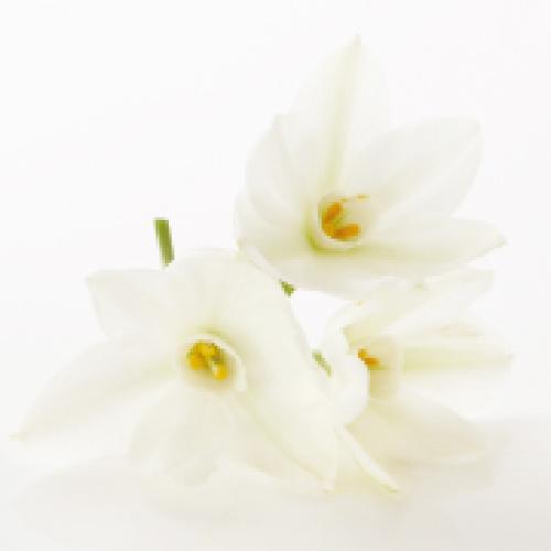 ＜ニールズヤード レメディーズ＞フランキンセンスインテンスハンドセラム