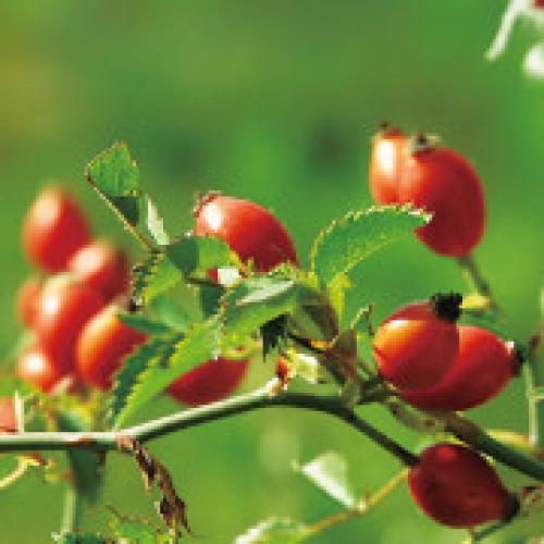 ＜ニールズヤード レメディーズ＞フランキンセンスインテンスハンドセラム