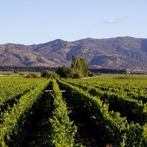 【送料当社負担】ロス・ヴァスコス堪能4本セット