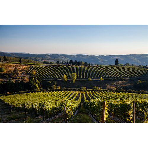 ＜アンティノリ＞ティニャネロ【2021】（赤ワイン)