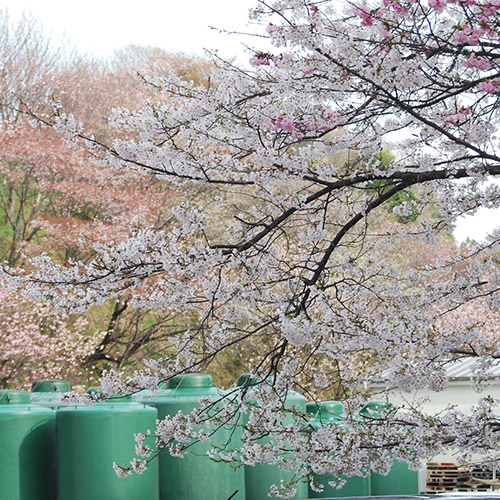 ＜濱田＞梅酒HAMADA Red&White 2本セット