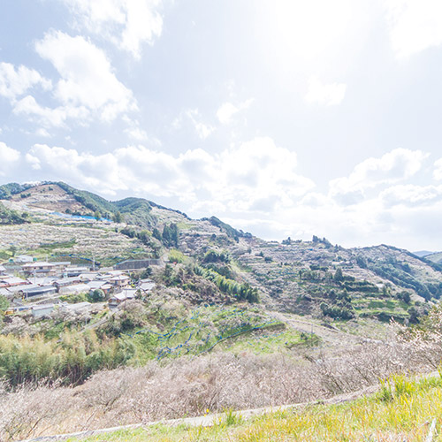 ＜濱田＞梅酒HAMADA Red&White 2本セット