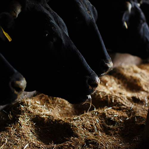 ★高鮮度でお届け★【高橋畜産】 山形牛切落し 500g