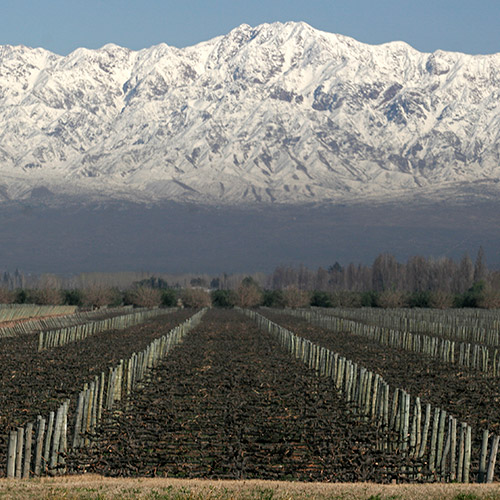 ＜トラピチェ＞メダージャ・レッド・ブレンド・メンドーサ【2021】（赤ワイン）