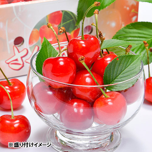 ＜長野県産＞さくらんぼ 特秀500g【受注締め切り日：2026/6/15】