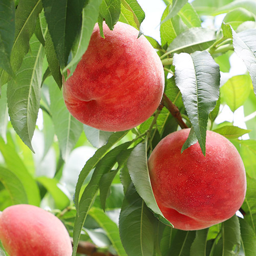 ＜福島県産＞白桃あかつき2.5kg（7～10玉）【受注締め切り日：2026/7/24】