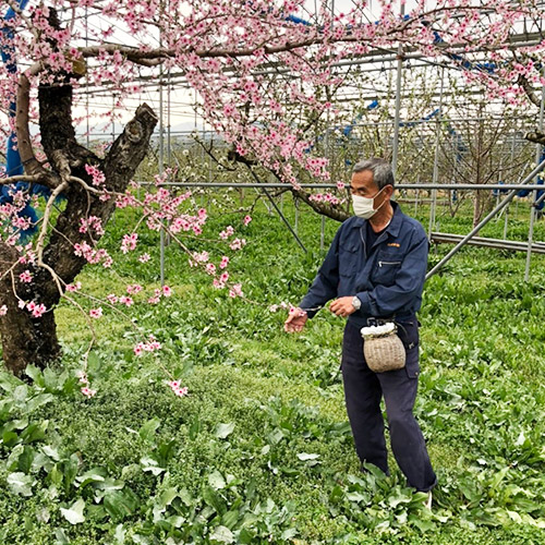 ＜福島県産＞白桃あかつき2.5kg（7～10玉）【受注締め切り日：2026/7/24】